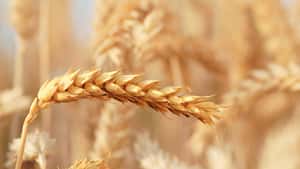 Bayer schließt Lizenzvereinbarung mit RAGT zu Hybridweizen