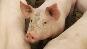 Schweineschlachtungen leicht unter Vorjahresniveau
