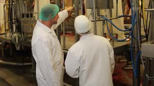 Steigende Erlöse bei Geflügel und Rind, Schweine unter Druck