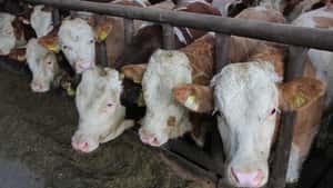 EU-Schlachtrindermarkt: Der Druck steigt weiter