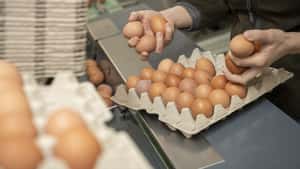 Geflügelindustrie beklagt: Ukrainische Eier überschwemmen polnischen Markt