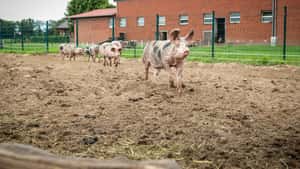 Niedersachsen fördert alte Nutztierrassen mit 1,5 Millionen Euro