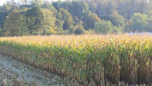 US-Recht: Wer´s bestellt, dem gehört es? Nachbar klaut Land von Farmer