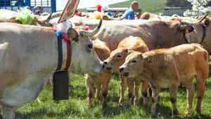 Wallonische Viehhalter entdecken die Aubrac-Kuh neu für sich