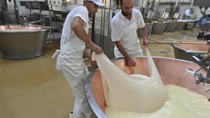 Kühe leiden unter Hitze - italienische Käseproduktion unter Druck