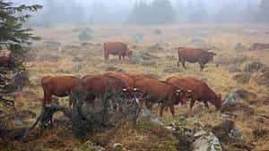 Brandschutz: Große Weidetiere sollen Vegetaion kurz halten