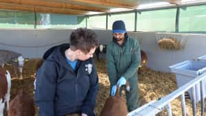 Tierärzte fordern höhere Gebühren