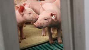 Geestferkel: „Man kann eine Produktion mit Tieren nicht einfach lahmlegen“