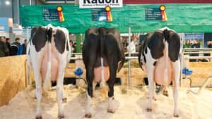 EuroTier 2026: Foren zur Zukunft der Tierhaltung