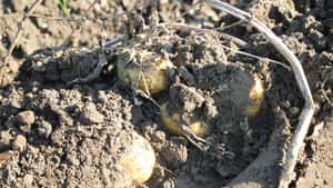 Trockenheit und weniger Anbaufläche drücken die Kartoffelernte