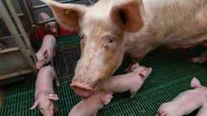 Schweinehaltung im Nordosten vor dem Kollaps - Bauern sehen Politik am Zug