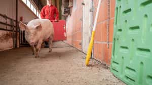 Schweinestau im Sommer: Diese Verluste drohen bei geschobenen Partien