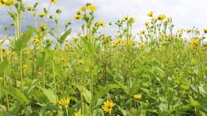 Wie wertvoll sind die Blüten der Durchwachsenen Silphie für Bienen?