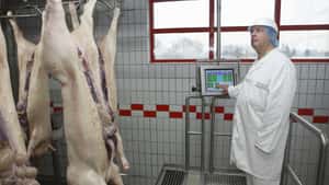 135 % Selbstversorgungsgrad bei Schweinefleisch täuschen