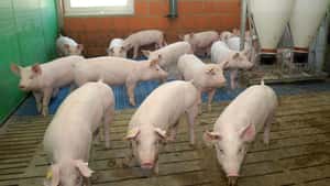 Schweinehalter zwischen Aus- und Umstieg