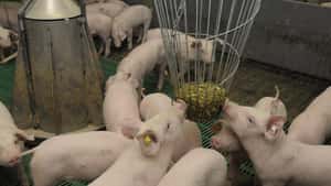 Initiative Tierwohl sucht weiterhin Ferkel