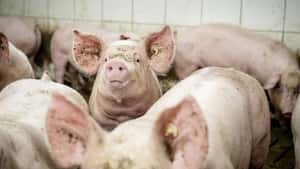 Preisbildung am Schweinemarkt: Maßanzug statt von der Stange
