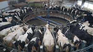 Börse in Chicago übernimmt Milchproduktegeschäft der EEX