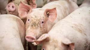 Schweinepreis bricht ein