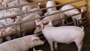 World Pork Map 2026: China kauft deutlich weniger Schweinefleisch auf Weltmarkt