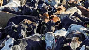 EU-Einfuhrstopp für Rindfleisch: Brasilianer hoffen auf 2027