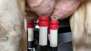 Mehr Milch in Polen, den Niederlanden und den USA