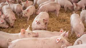 Edeka-Regionalgesellschaft kündigt Tierwohl-Verträge fristlos