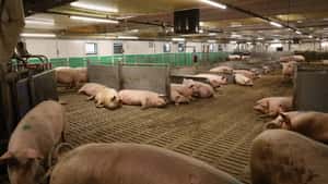 Dänemark will weniger Schweine – und hat so viele wie seit Jahren nicht