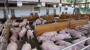 Agrarministerkonferenz zur Tierhaltung: Die Nerven liegen blank