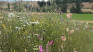 Biogas: Warum Wildblumen auch auf schwachen Böden Ertrag bringen