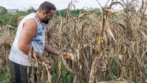 Bis zu 17 Milliarden Euro Schäden: So hart trifft die Dürre die EU-Landwirte