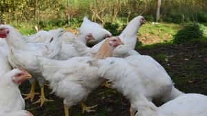 Bio-Geflügel: Wie Landwirten der Umstieg gelingt