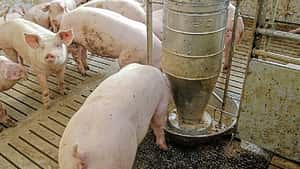 Futtererbsen im Schweinemastfutter: So sparen Sie Sojaextraktionsschrot