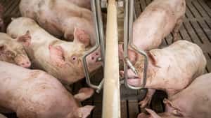 Schweinepreis: „Es ist ein Albtraum!“