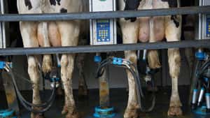 Magermilchpulver treibt IG Milchbarometer auf 45,9 Ct/kg