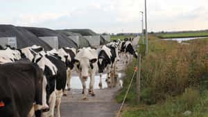 Rekordpreise: Phosphat-Quote schränkt niederländische Milcherzeuger weiter ein