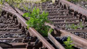 Deutsche Bahn will Glyphosat ab Frühjahr wieder einsetzen
