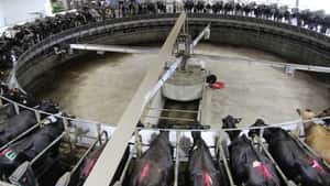 Globale Milchpreise steigen weiter