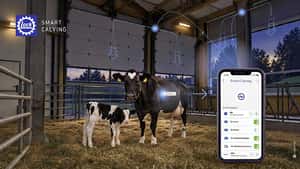 Sensorik trifft Technik: Mehr Sicherheit bei der Kalbung