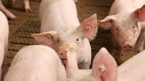 Schweinemarkt: Schlachter drücken die Preise erneut