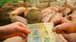 Schweinebranche in der Todeszone