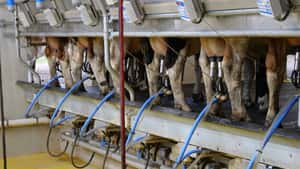 Rohstoffwert Milch steigt im Oktober auf 46,5 Cent