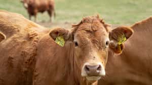 Wie geht es mit der Mutterkuhprämie in der GAP ab 2028 weiter?