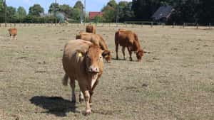 Futtermangel wegen Dürre: Das bieten die Länder Landwirten an