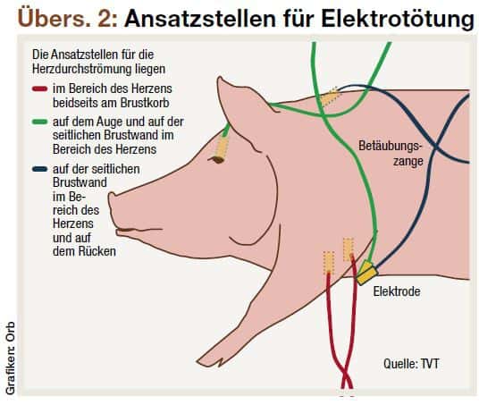 Betäubungszange Schweinebetäubungszange Trafo Schermer - NRCBF