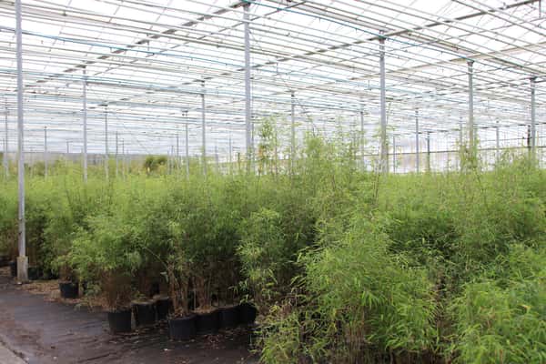 Bambusbauern gesucht: Bamboologic sucht Landwirte fr Bambusplantage | top  agrar