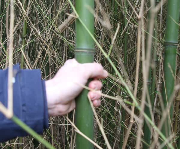 Bambusbauern gesucht: Bamboologic sucht Landwirte fr Bambusplantage | top  agrar