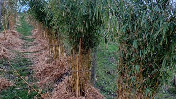 dracaena fragrans lemon Dracaena Lemon Lime main image 0