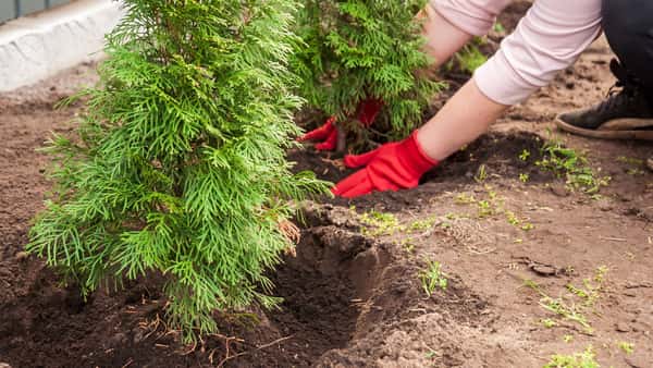 Borkenkfer-Alarm: Warum Thuja-Hecken jetzt besonders gefhrdet sind | top  agrar