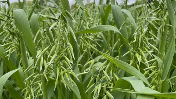 Sommergetreide: Saat und Sortenwahl im Fokus | top agrar